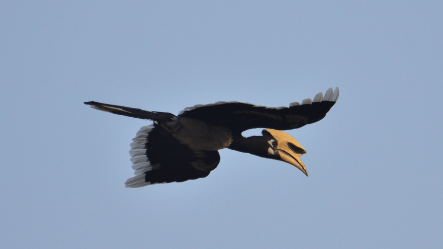 An Oriental pied hornbill with black plumage and a large yellowish casque bill flying against a clear blue sky.