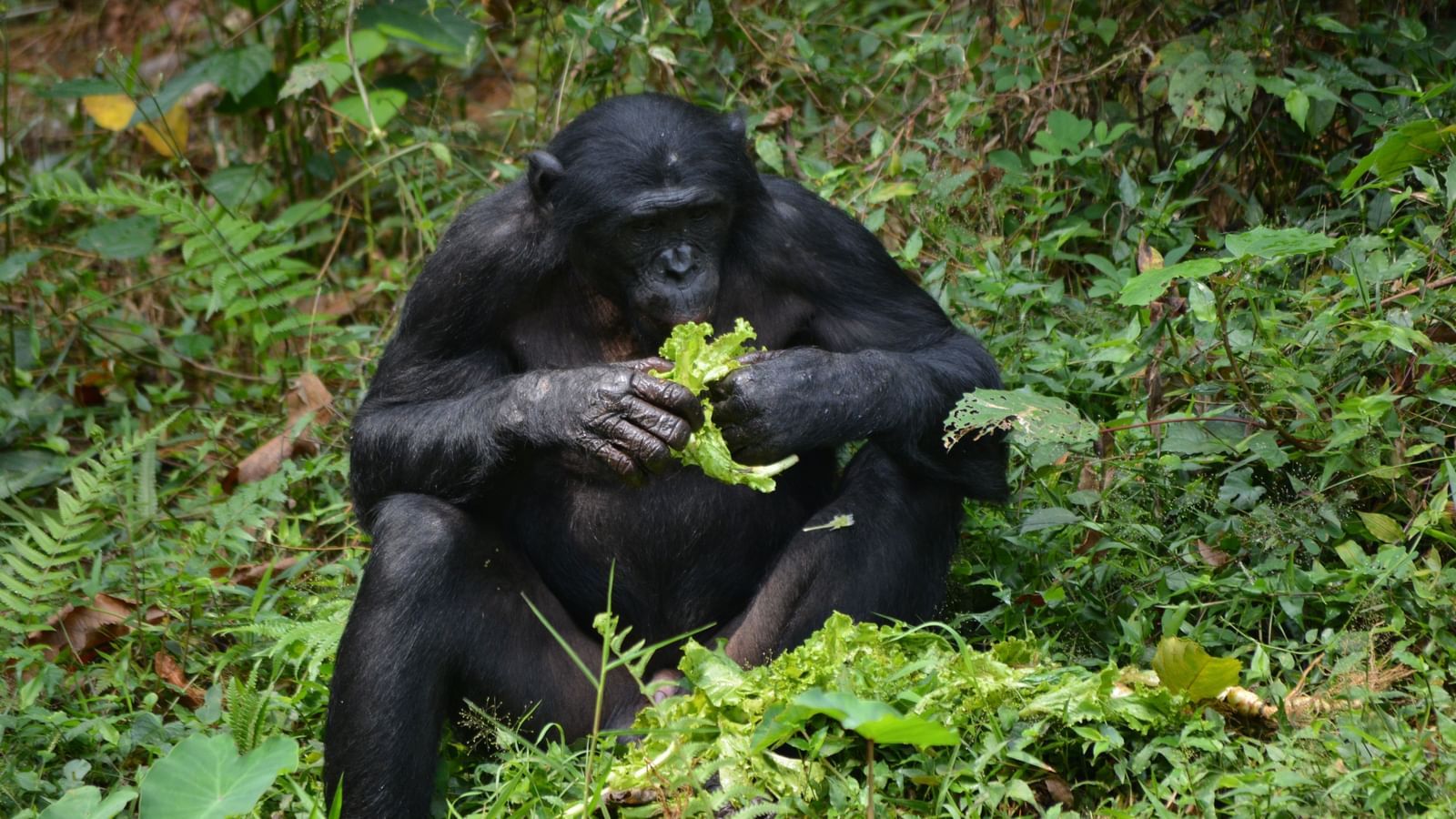 A close up of an ape in the jungle holding a leaf