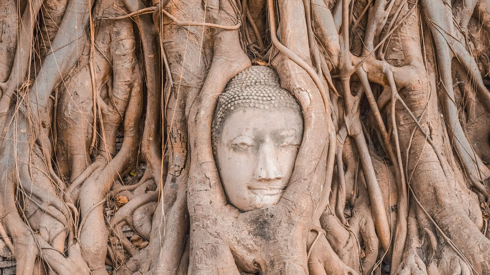 a close up shot of a buddha's head covered in a tree's roots