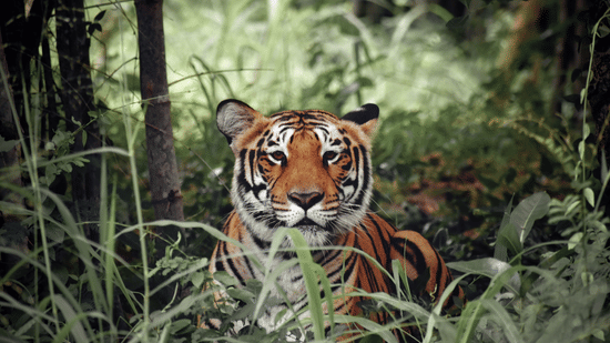 A Bengal tiger sitting quietly amidst tall green grass and forest foliage, looking directly at the camera.