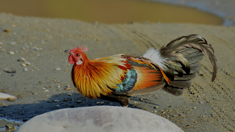 A colourful male red junglefowl with golden hackles, bright red comb, and a dark arched tail walking on sandy terrain.