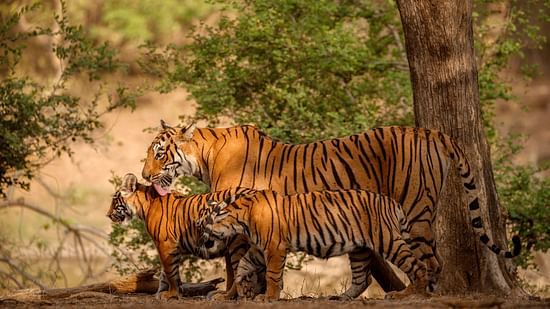 amazing-bengal-tigers-nature