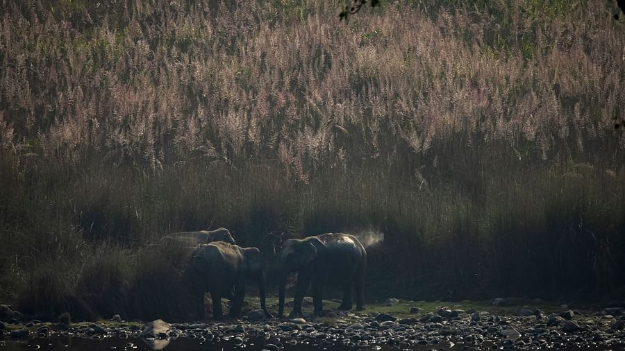 An image of few elephants standing on the ground with tall grass and forest in the background.