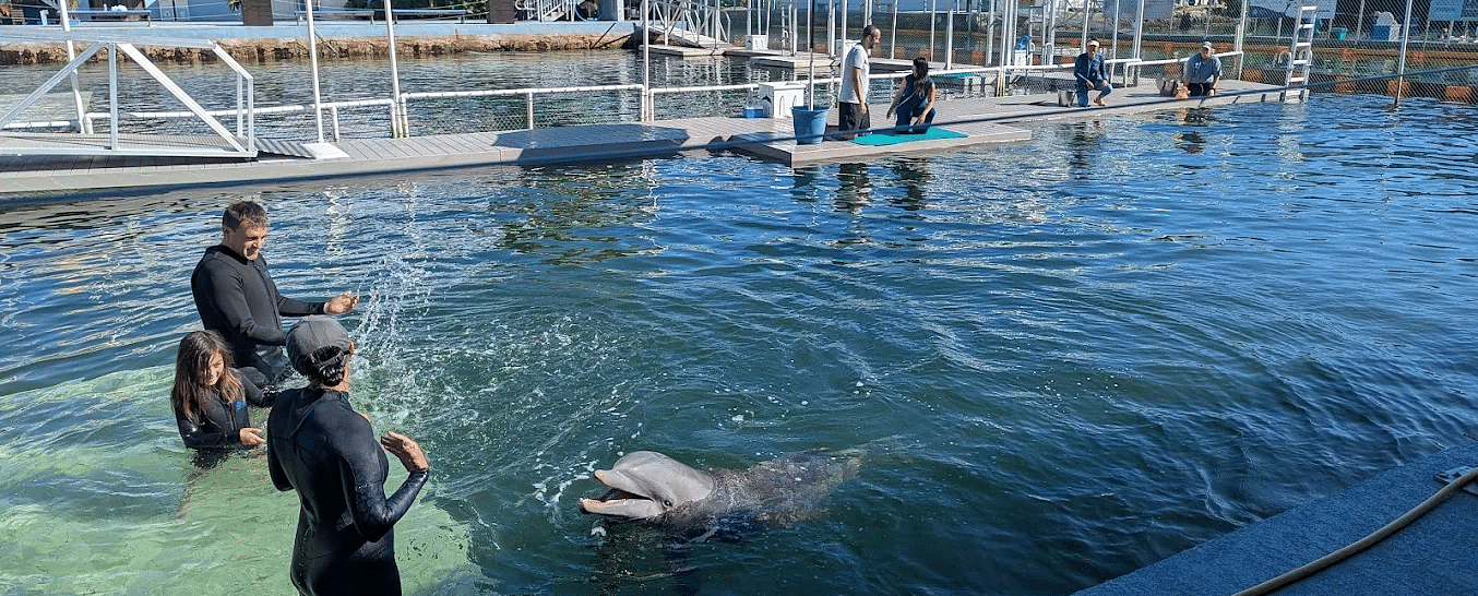Guided dolphin swim experience with guests in a lagoon at Casa Morada.