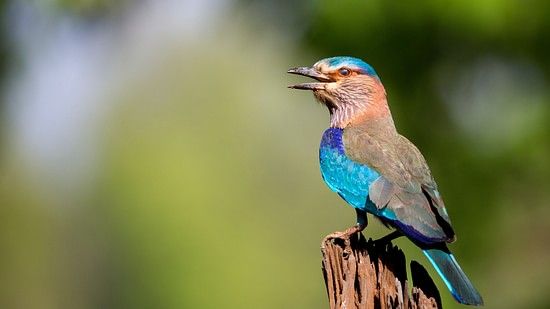 Indian roller sitting on a tree stump