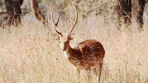 a brown and white deer standing in middle of a tall grasses