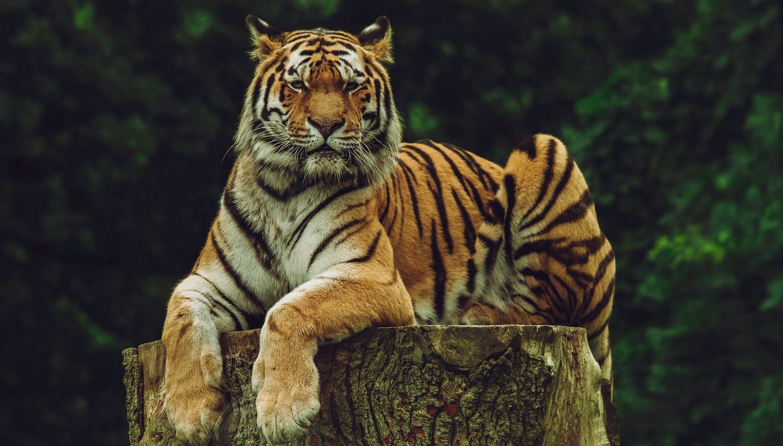 Image of a Bengal tiger resting on a tree stump