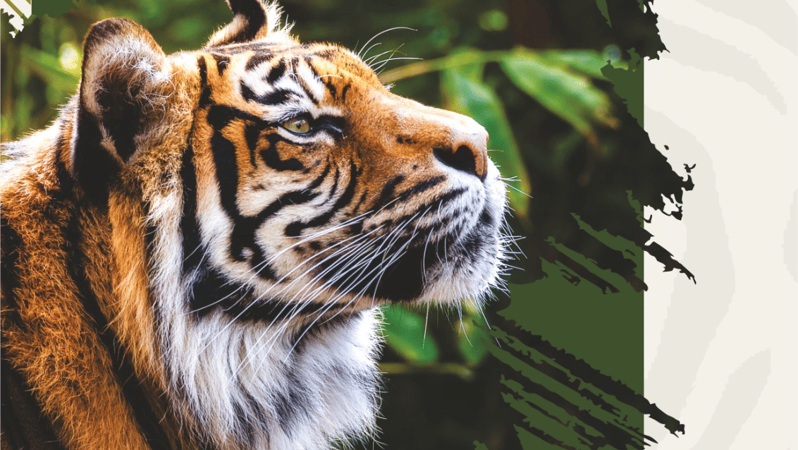 Aamaghati Package Creative