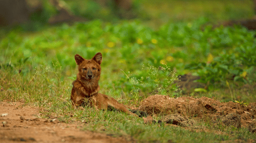 An Indian wild dog (dhole) resting alertly beside a forest track, surrounded by green grass and low vegetation.