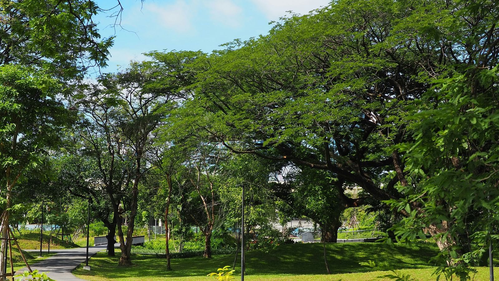 An overview of Benchakitti Park in Bangkok with manicured grass and trees in view.