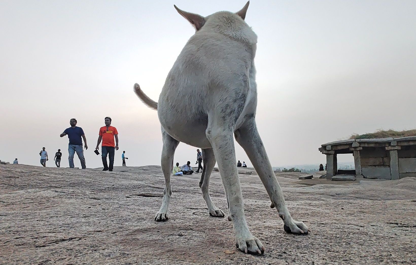 Close-up of a white dog standing on a hampi Rocky Hilltop