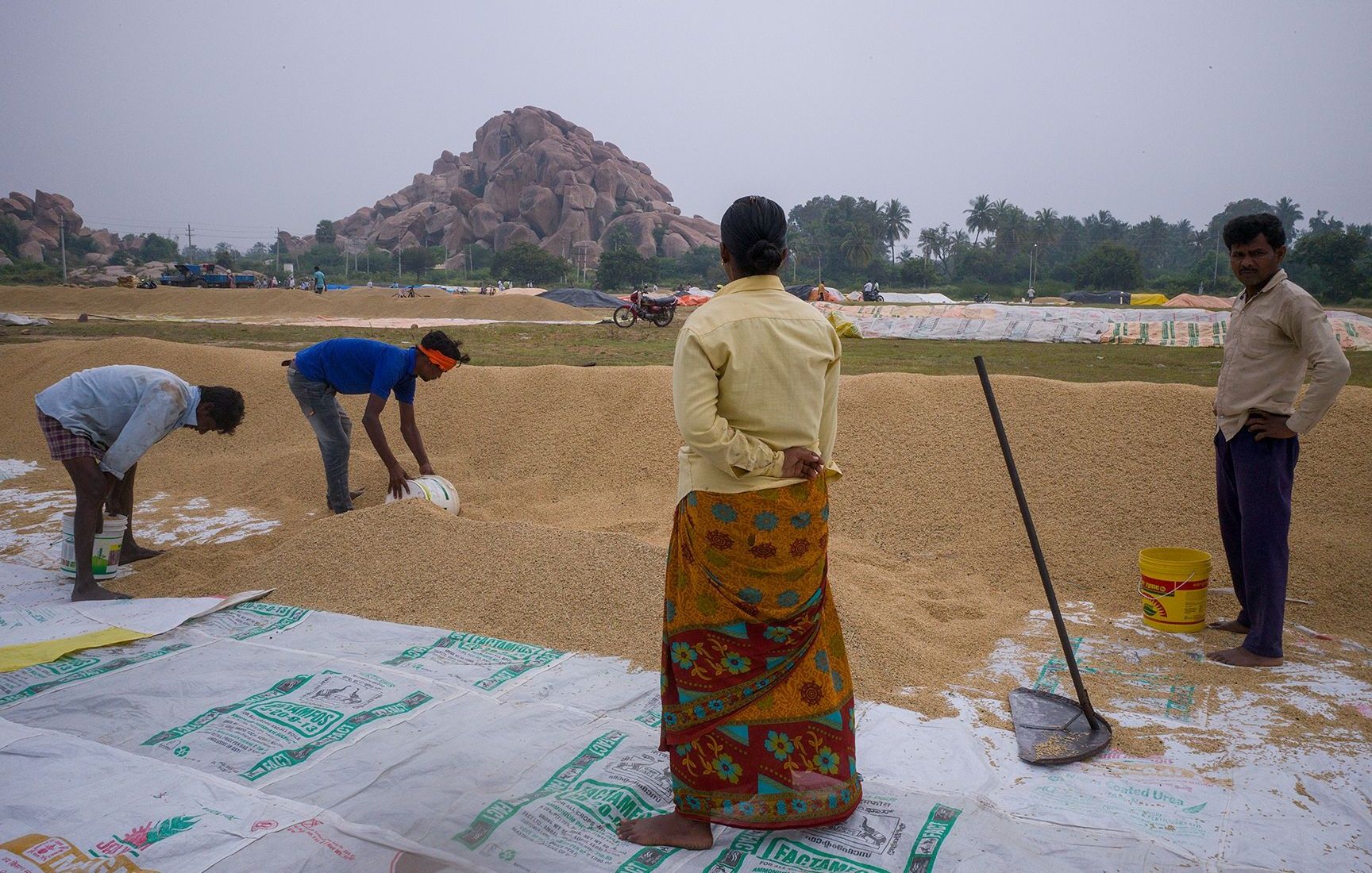 Farmers drying harvested grain with Hampi’s boulder-strewn hill in the background