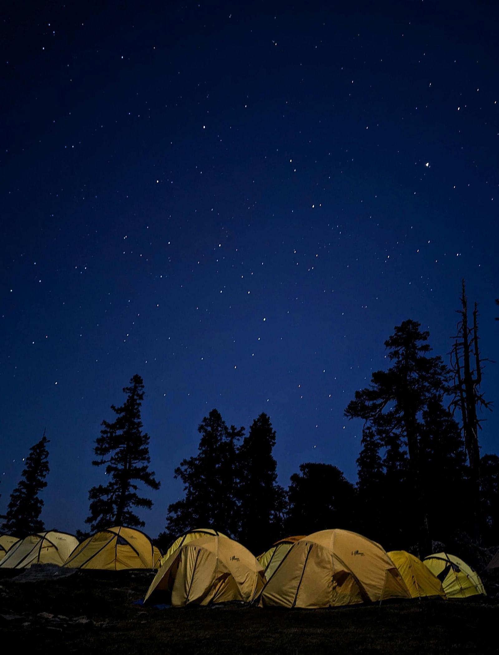 Tents arranged under a starry night sky with tall trees in the background.