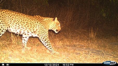 An Indian Leopard passing in its natural forest habitat in the night.