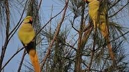 Gopalpur Zoo RS Sarovar Palampur, Hotels in Palampur