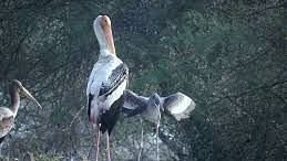 Keoladeo Bird Sanctuary - Umaid Palace Hotel Kalakho Dausa Rajasthan