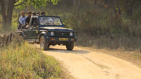 Safari at Kanha near Infinity Resorts