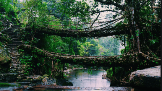 Double-decker living root bridge in Meghalaya formed by intertwined tree roots stretching across a forest stream beside mossy stone steps.