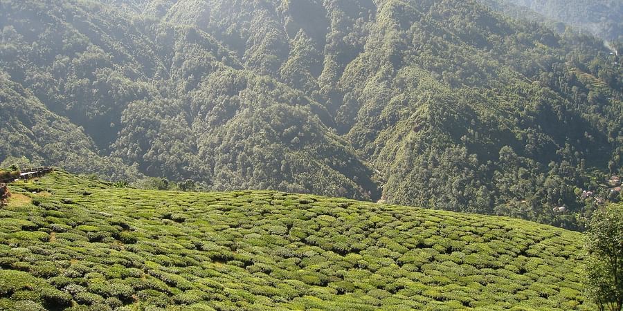 tea-garden-2545044 1920
