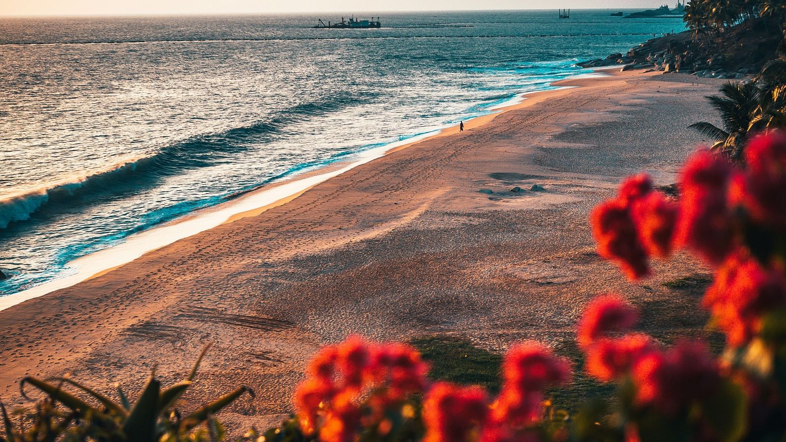 An overview of a beach in with flowers in the foreground