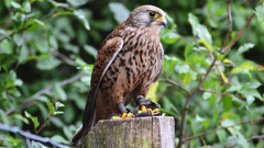 pexels-co-sch-187835