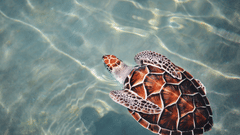 a turtle swimming in the sea with lights being reflected on the water