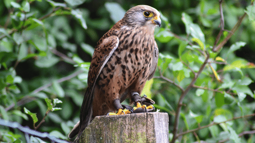 pexels-co-sch-187835