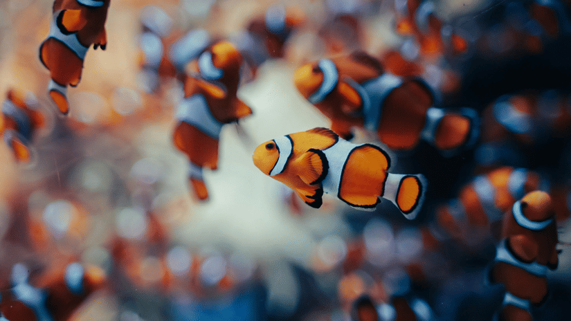 A vibrant cluster of orange and white clownfish swim closely together amongst the reef.