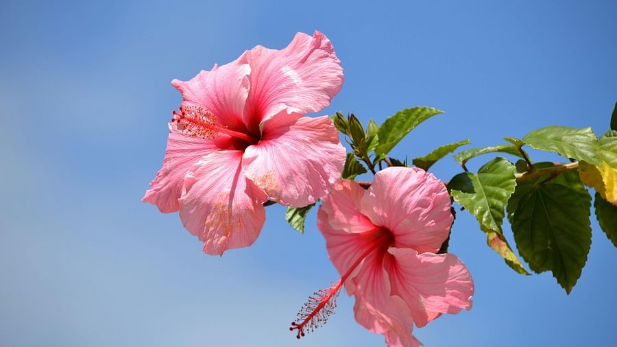 Close-up of vibrant pink hibiscus flowers against a clear blue sky.