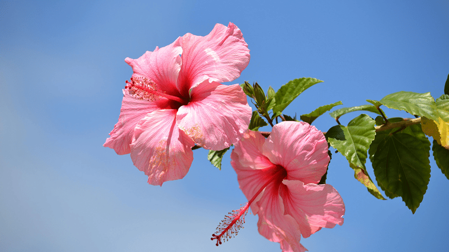 Two vibrant pink hibiscus blossoms growing on a leafy green branch against a clear blue sky.