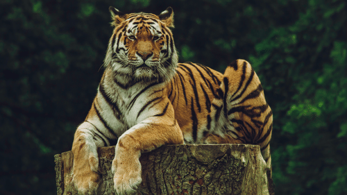 A large tiger with distinctive stripes sits majestically on top of a thick, weathered tree stump against a dark forest background.