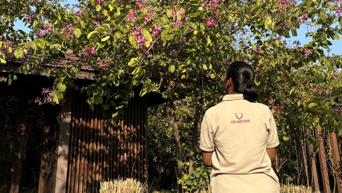 Person in light shirt gazing at blooming pink tree under clear blue sky, rustic structure nearby in tranquil outdoor setting.