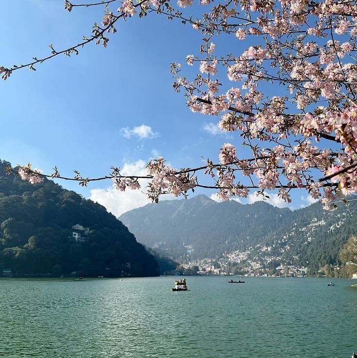 Pink flower branches with a peaceful lake and mountain backdrop.