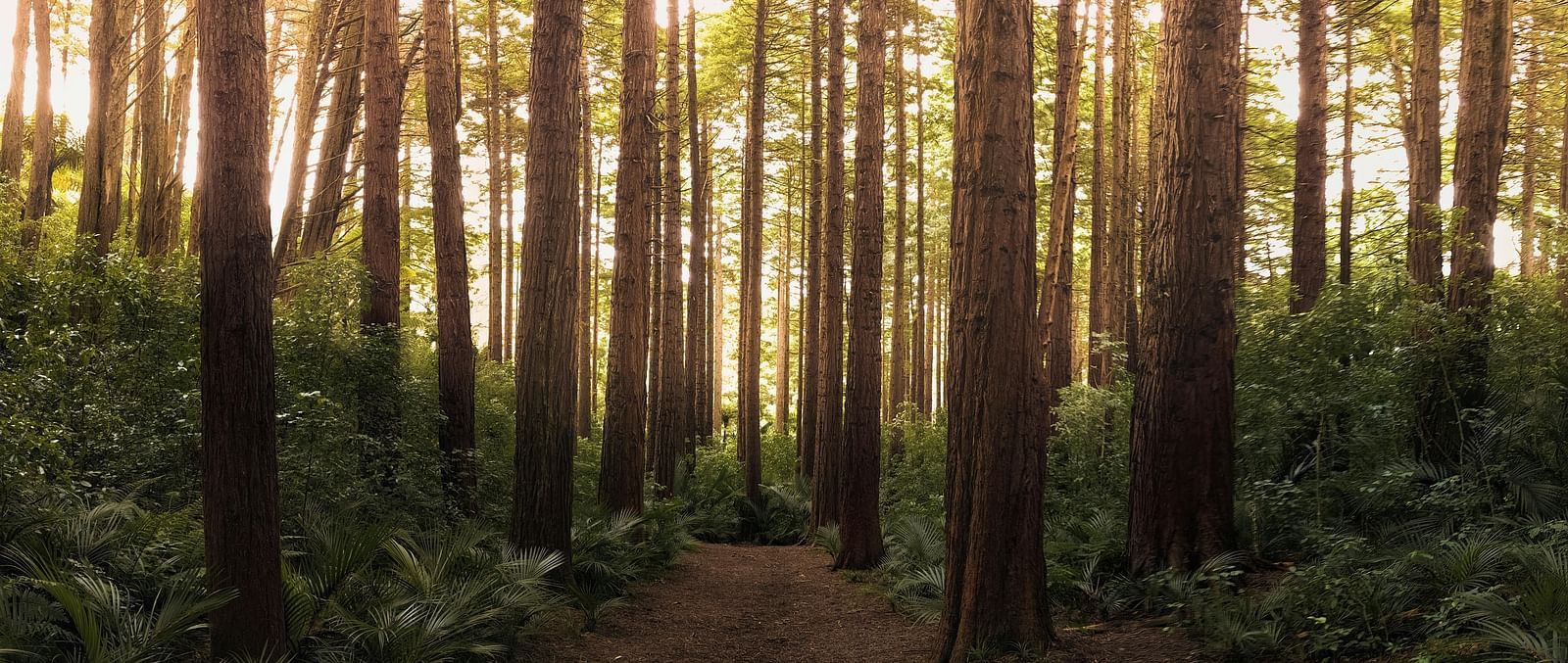 A view of a trail in a forest with tall trees covering the entire image.