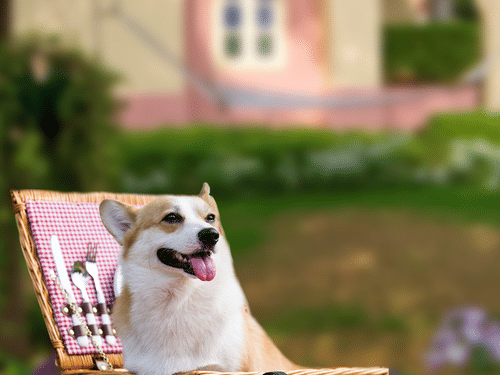 dog in a fruit basket at Heritage Village Resorts and spa in goa