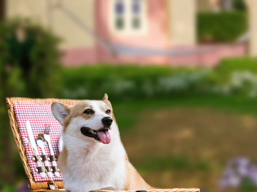 Fluffy dog with head popping out of a basket 