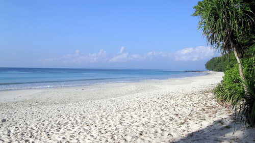 trees on a beach 87326