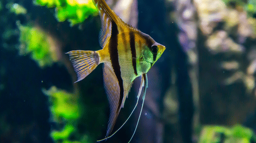 A close-up shot captures a beautiful angelfish with yellow and black stripes swimming in an aquarium.