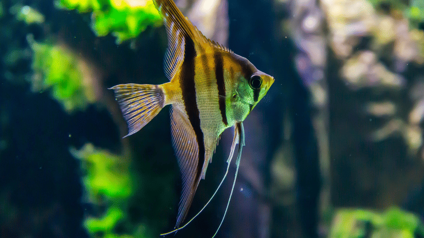 A close-up shot captures a beautiful angelfish with yellow and black stripes swimming in an aquarium.