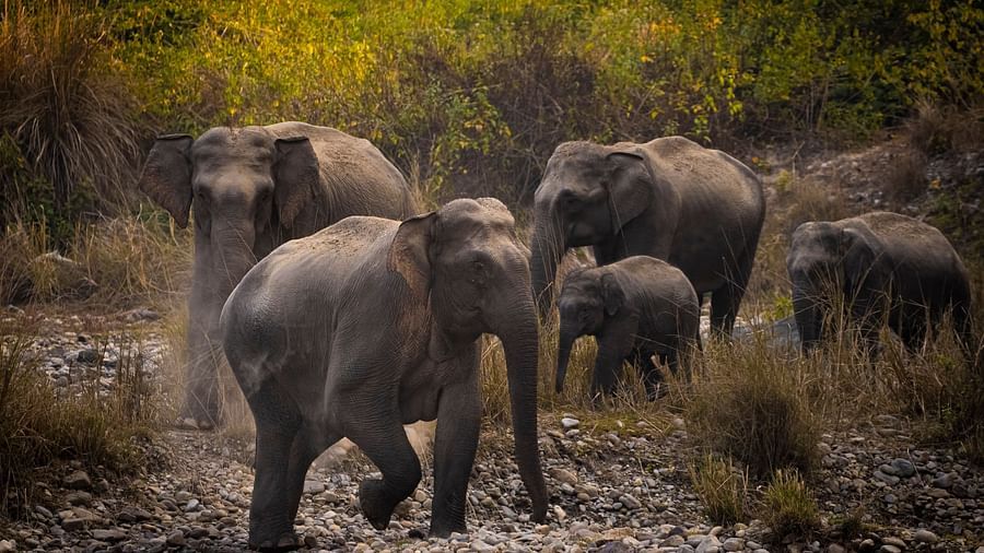 A picture of a group of elephants walking through a forest, captured in the day light.
