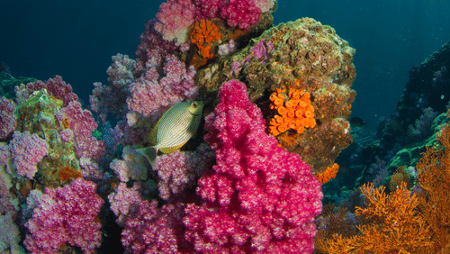 milos-prelevic-2xuiab6o-qc-unsplash