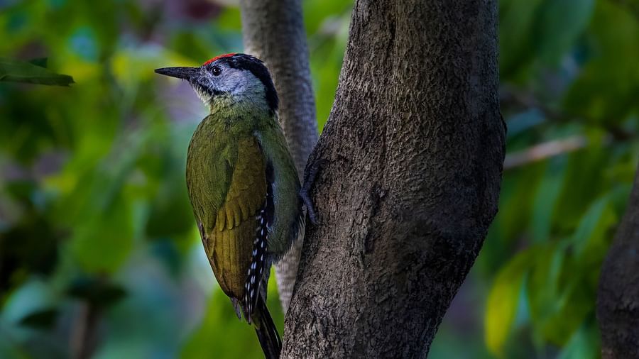A close-up side angle photo of a small bird perched on a tree branch.
