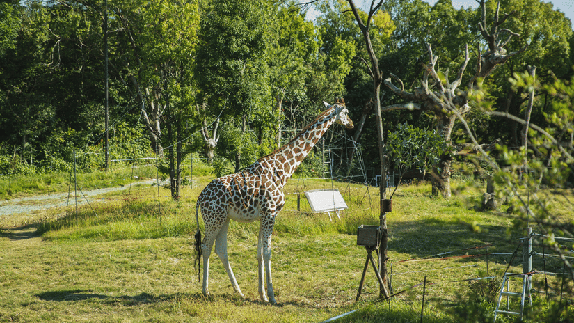 Giraffe standing in sunny verdant sanctuary