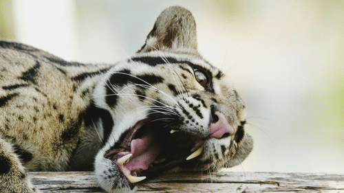 An extremely close up shot of a clouded leopard opening its mouth