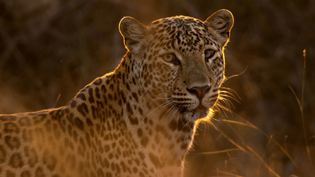 A leopard facing away from the sun in wilderness, a resident of Balaram Ambaji Wildlife Sanctuary