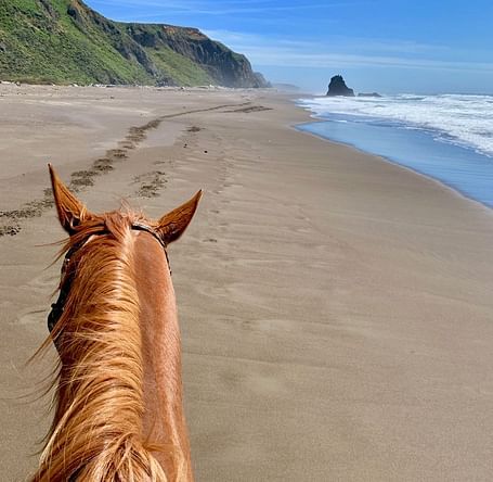 A horse's mane and ears are in the foreground, with a sandy beach stretching to the ocean.