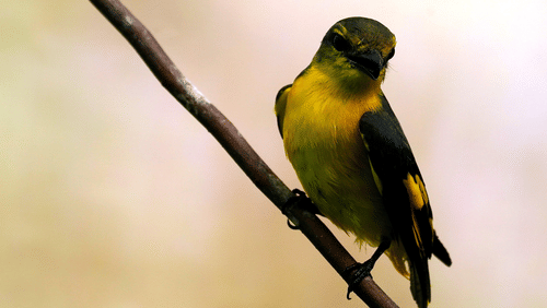Minivet bird sitting on a tree branch