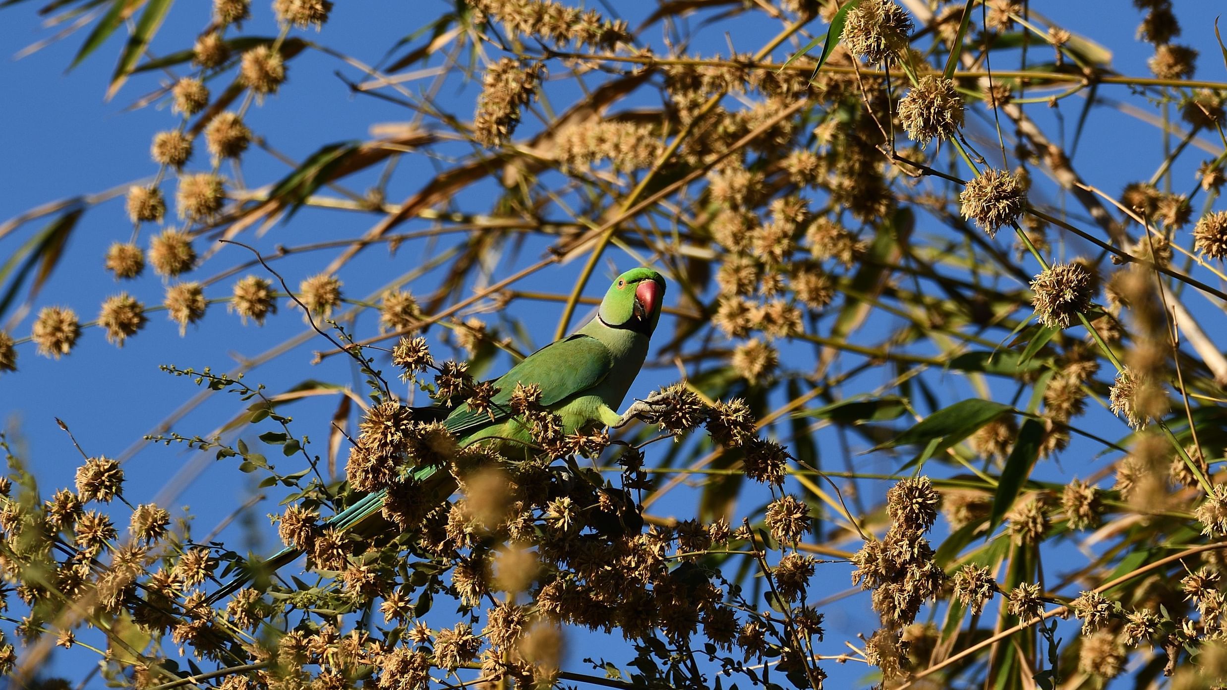 Two Parrot perched on branches with small brown buds against a blue sky.
