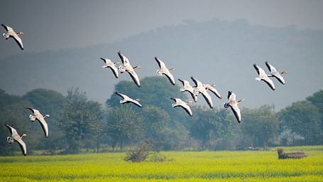 A picture featuring a few birds flyine, with trees and high grass in the background