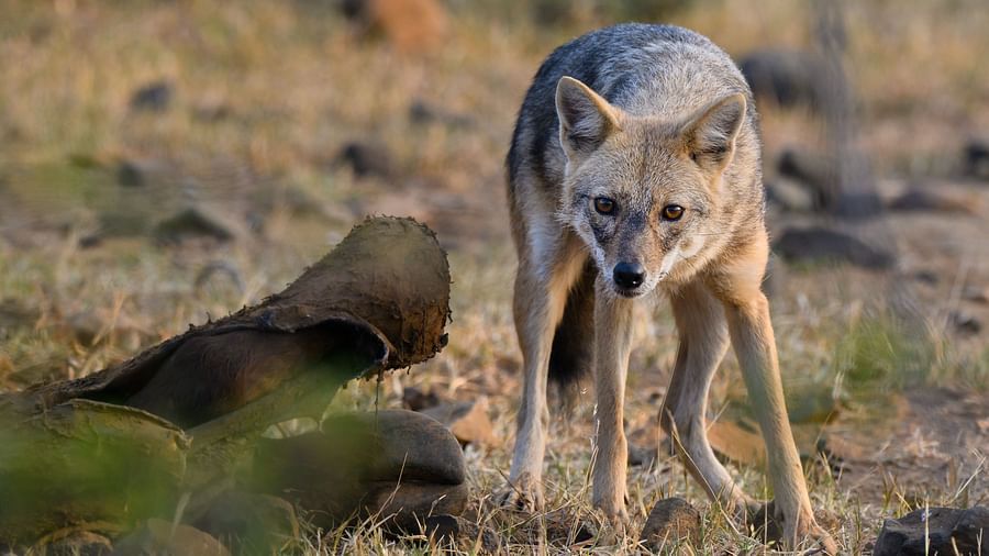 An image of an Arabian wolf in an arid forest - Utsav Camp Sariska